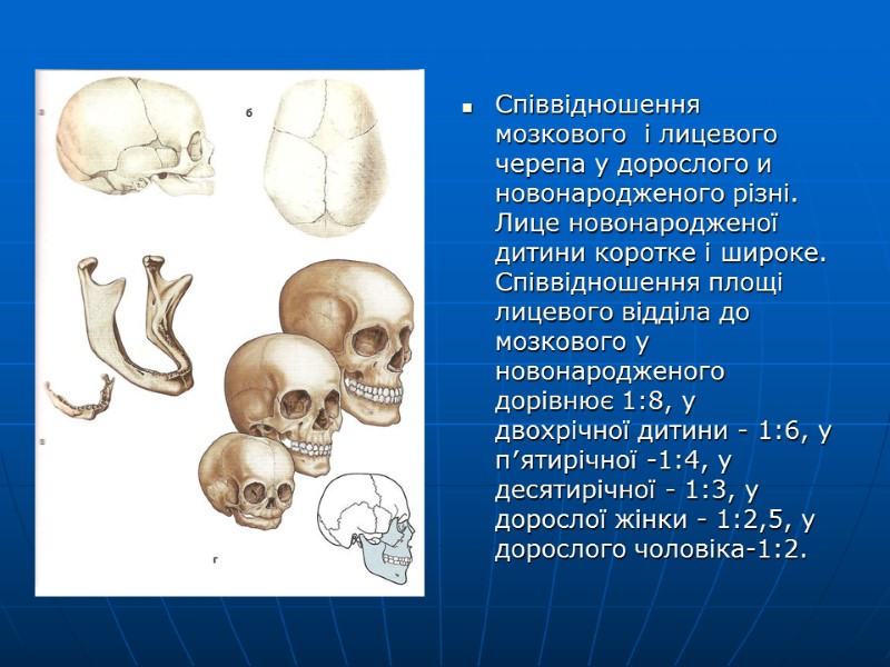 Співвідношення мозкового  і лицевого черепа у дорослого и новонародженого різні. Лице новонародженої дитини